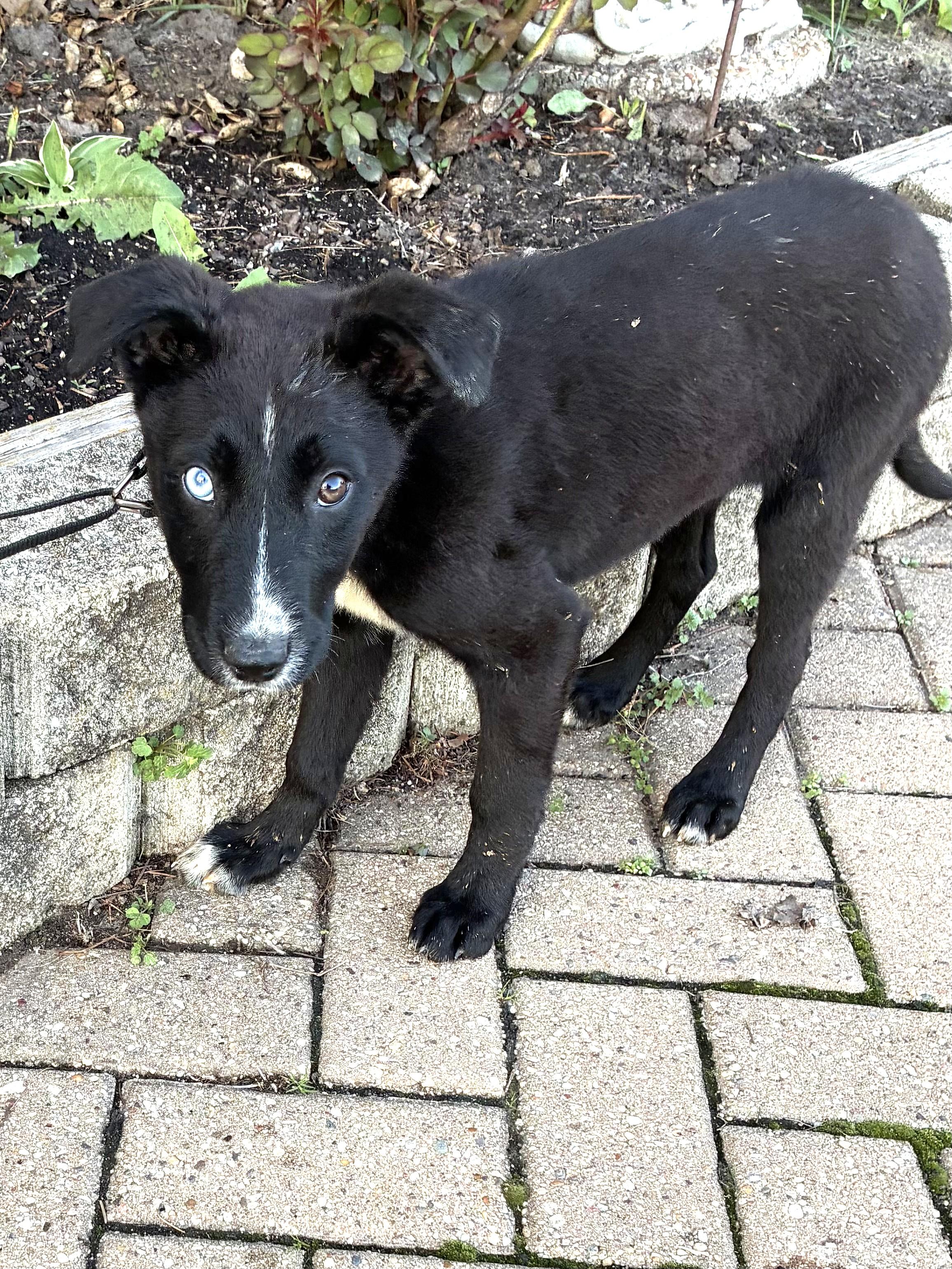 Enlarge Winna, a Adoptable mixed breed in West Chicago, IL image 1/2