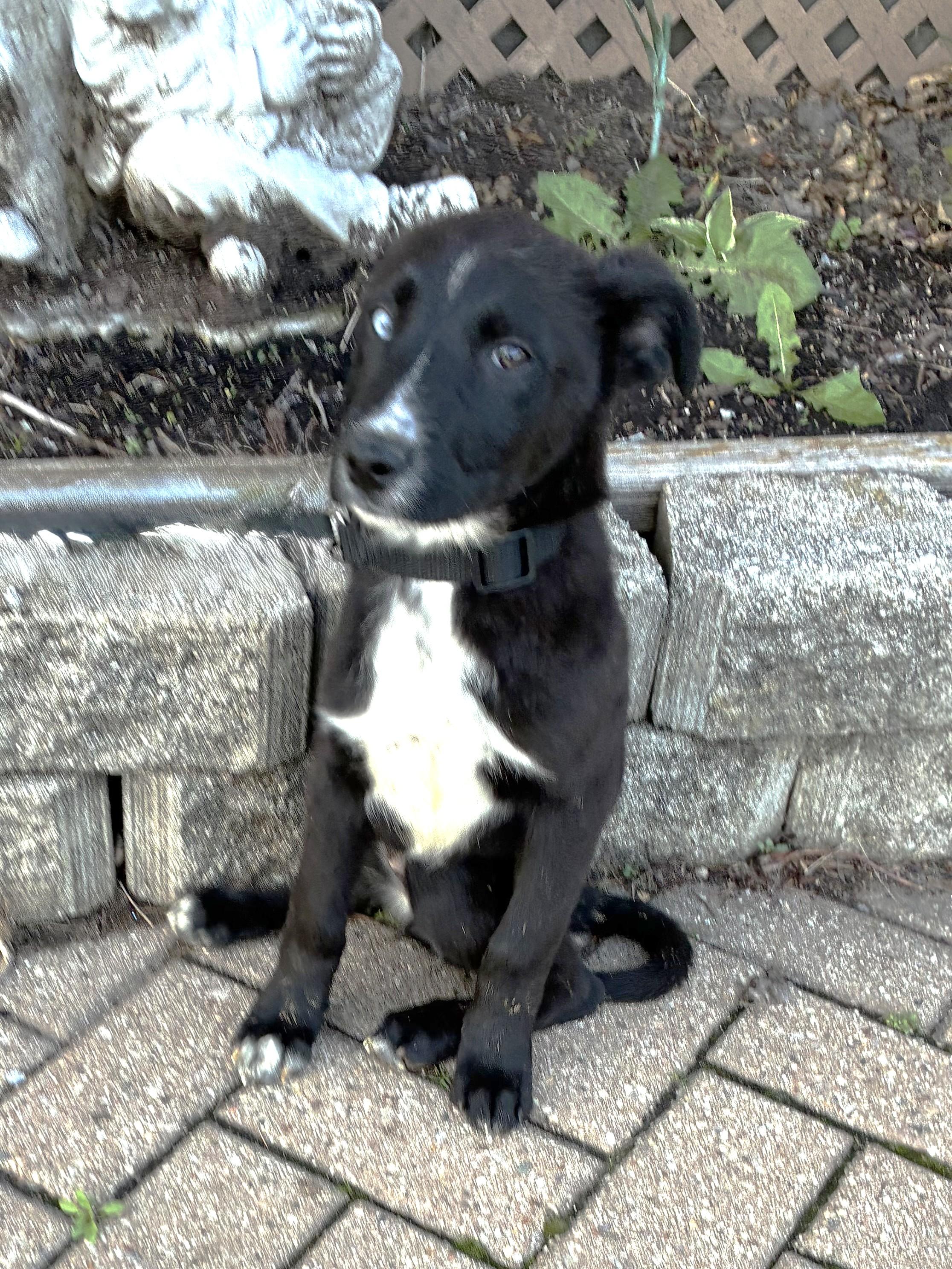 Enlarge Winna, a Adoptable mixed breed in West Chicago, IL image 2/2