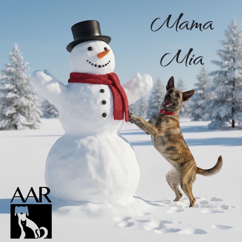 Enlarge Mama Mia, a Adoptable mixed breed in Magnolia, TX image 1/6