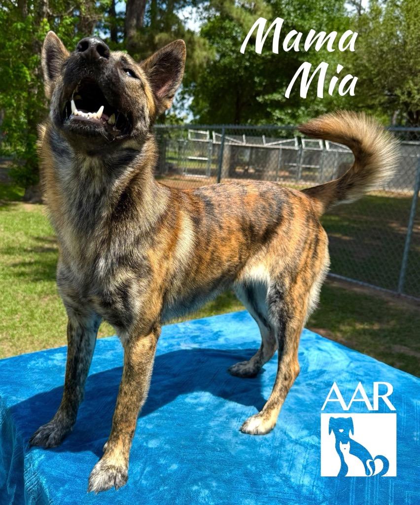 Mama Mia, Adoptable, Young Female Belgian Shepherd / Malinois.