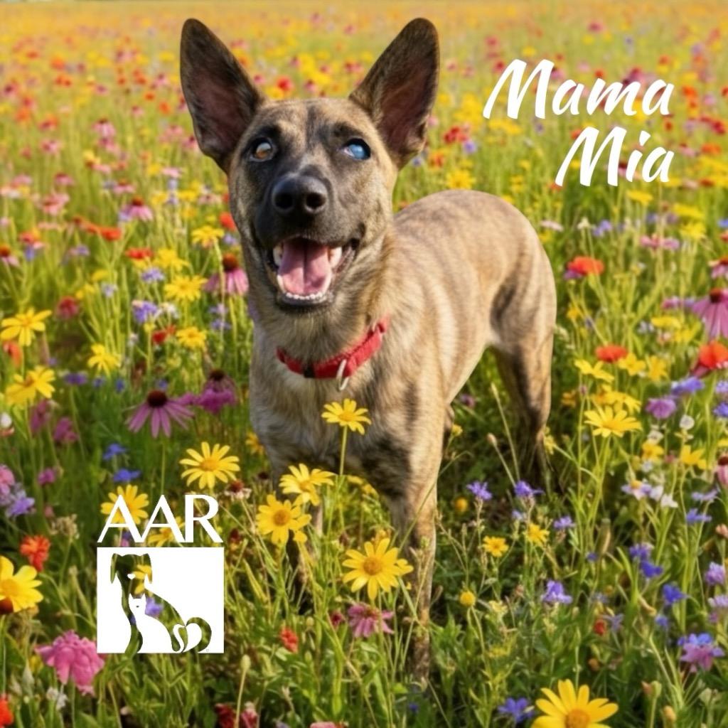 Enlarge Mama Mia, a Adoptable mixed breed in Magnolia, TX image 2/6
