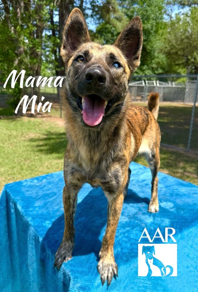 Enlarge Mama Mia, a Adoptable mixed breed in Magnolia, TX image 4/6