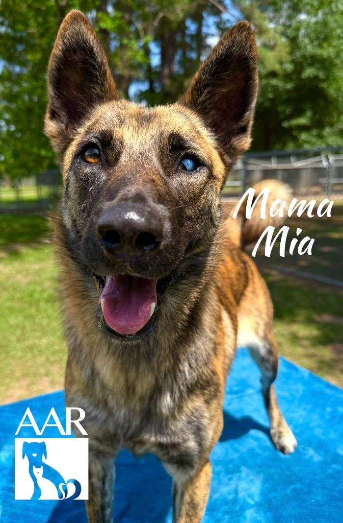 Enlarge Mama Mia, a Adoptable mixed breed in Magnolia, TX image 5/6