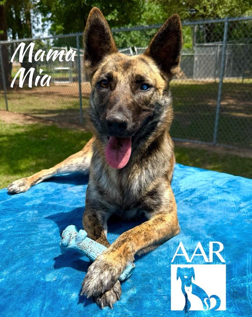 Enlarge Mama Mia, a Adoptable mixed breed in Magnolia, TX image 6/6