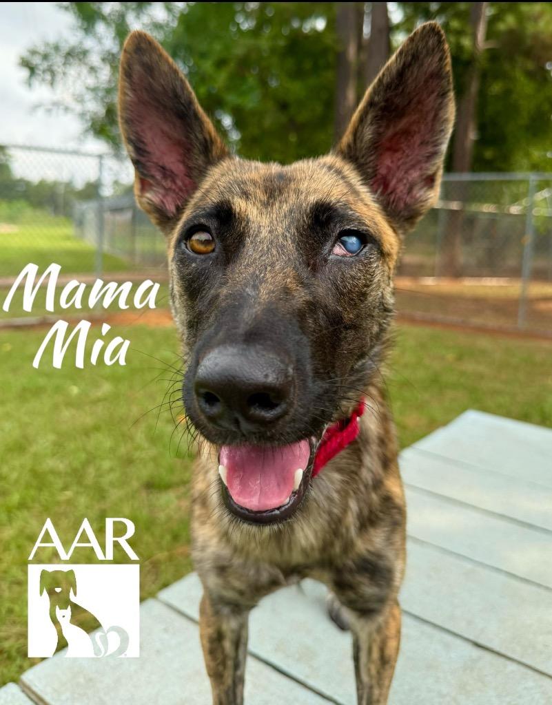 Enlarge Mama Mia, a Adoptable mixed breed in Magnolia, TX image 5/6