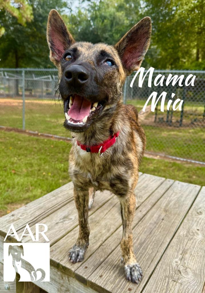Enlarge Mama Mia, a Adoptable mixed breed in Magnolia, TX image 6/6