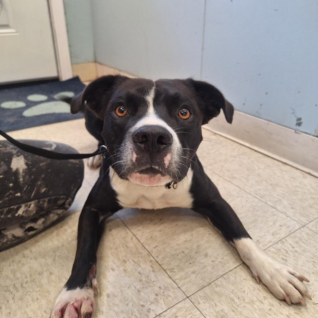 Bogart, Adoptable, Adult Male Pit Bull Terrier.