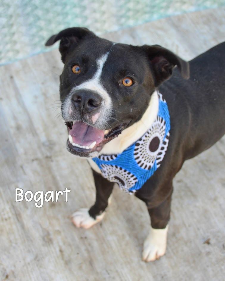 Enlarge Bogart, a Adoptable Pit Bull Terrier in Gautier, MS image 2/2
