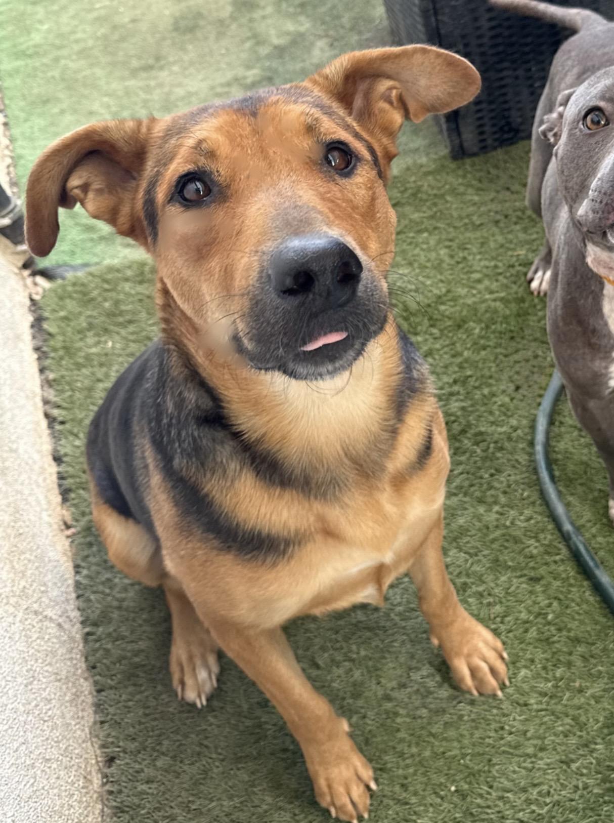 Enlarge HUNNIE, a Adopted German Shepherd Dog in Portland , OR image 3/6