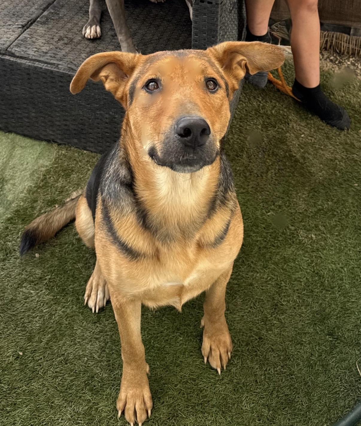 Enlarge HUNNIE, a Adopted German Shepherd Dog in Portland , OR image 1/6