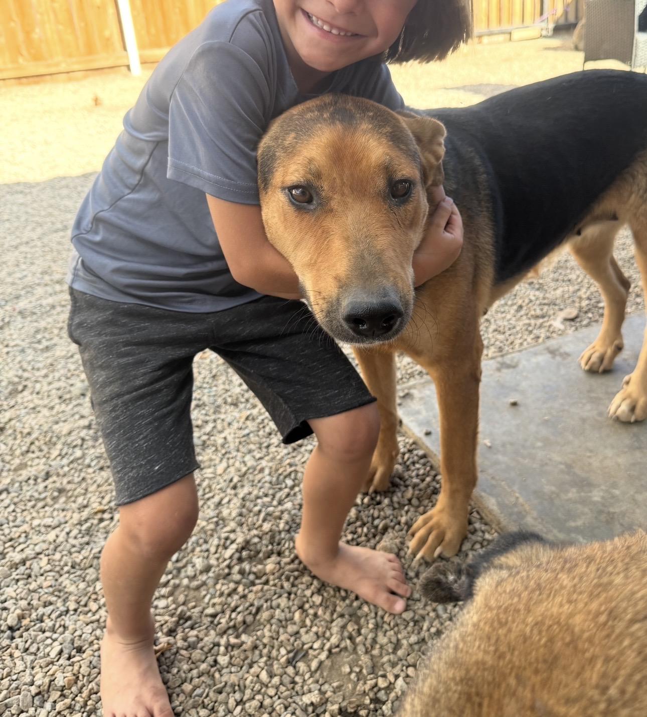 Enlarge HUNNIE, a Adopted German Shepherd Dog in Portland , OR image 5/6