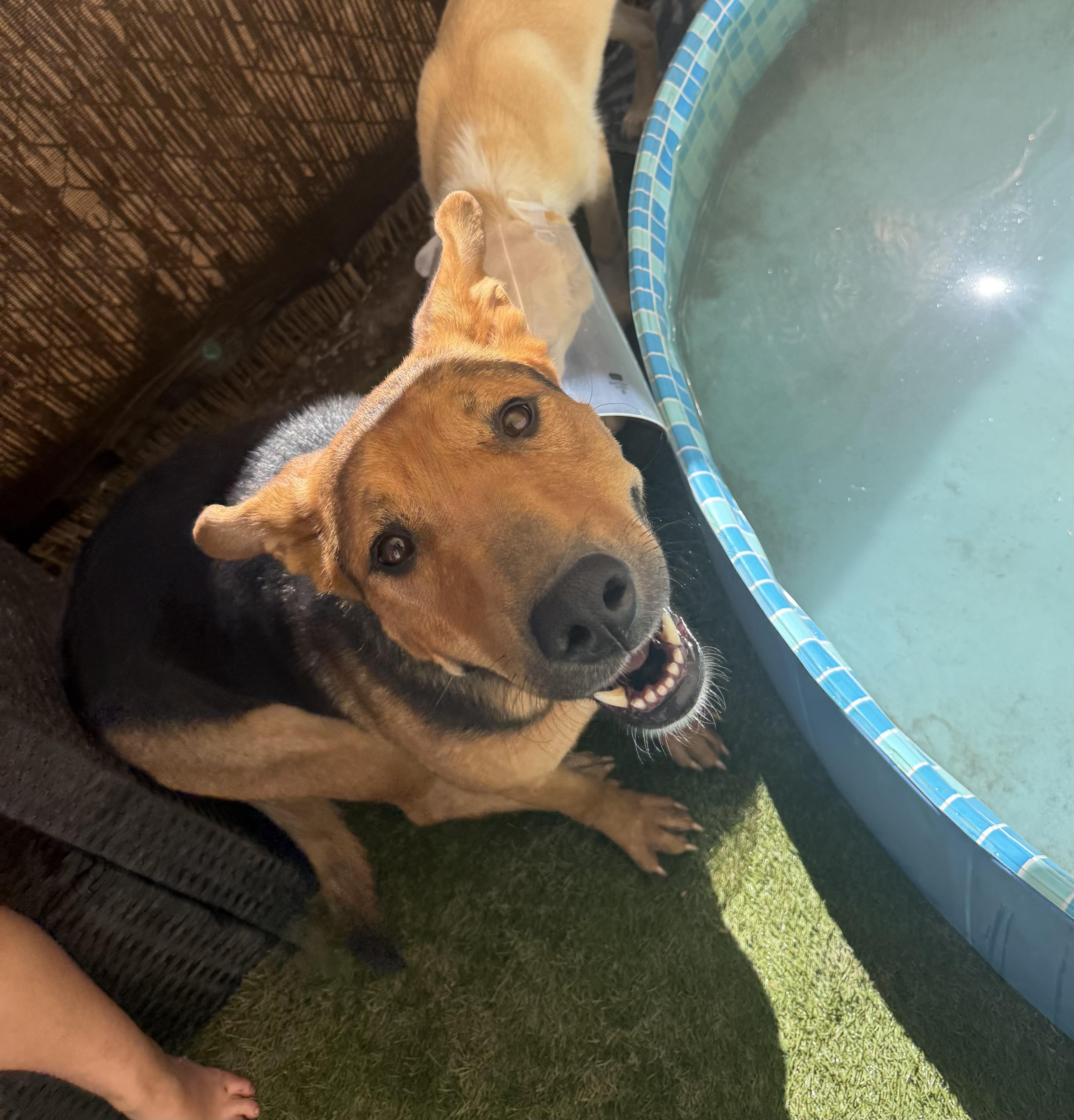 Enlarge HUNNIE, a Adopted German Shepherd Dog in Portland , OR image 6/6