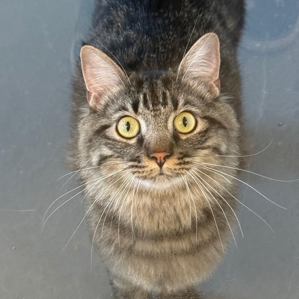 Bazooka, Adoptable, Young Male Domestic Medium Hair.