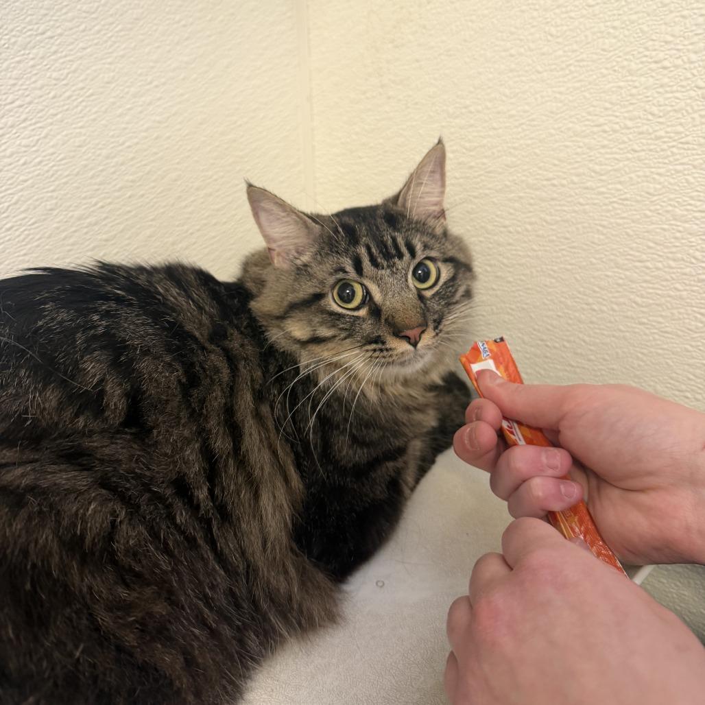 Bazooka, a Adoptable Domestic Medium Hair in Rifle, CO image 2/5