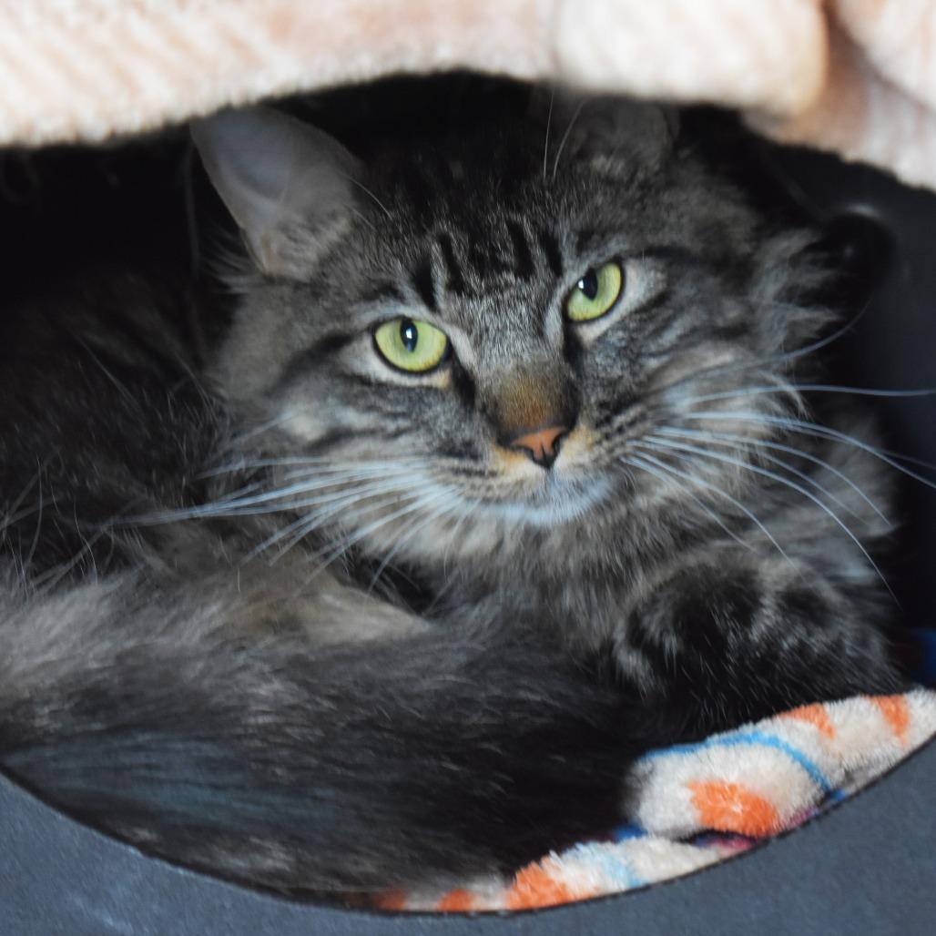 Bazooka, a Adoptable Domestic Medium Hair in Rifle, CO image 3/5