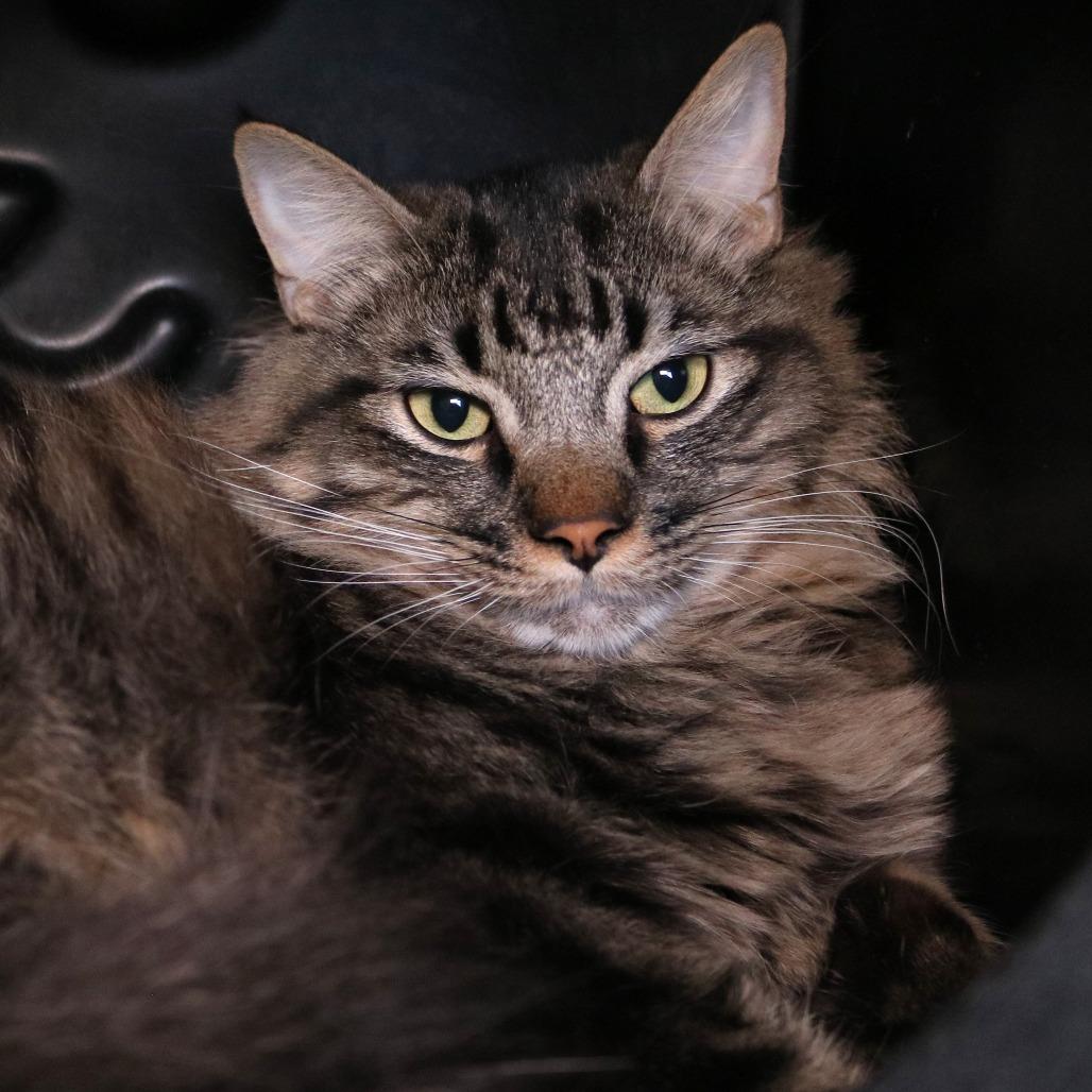 Bazooka, a Adoptable Domestic Medium Hair in Rifle, CO image 4/5