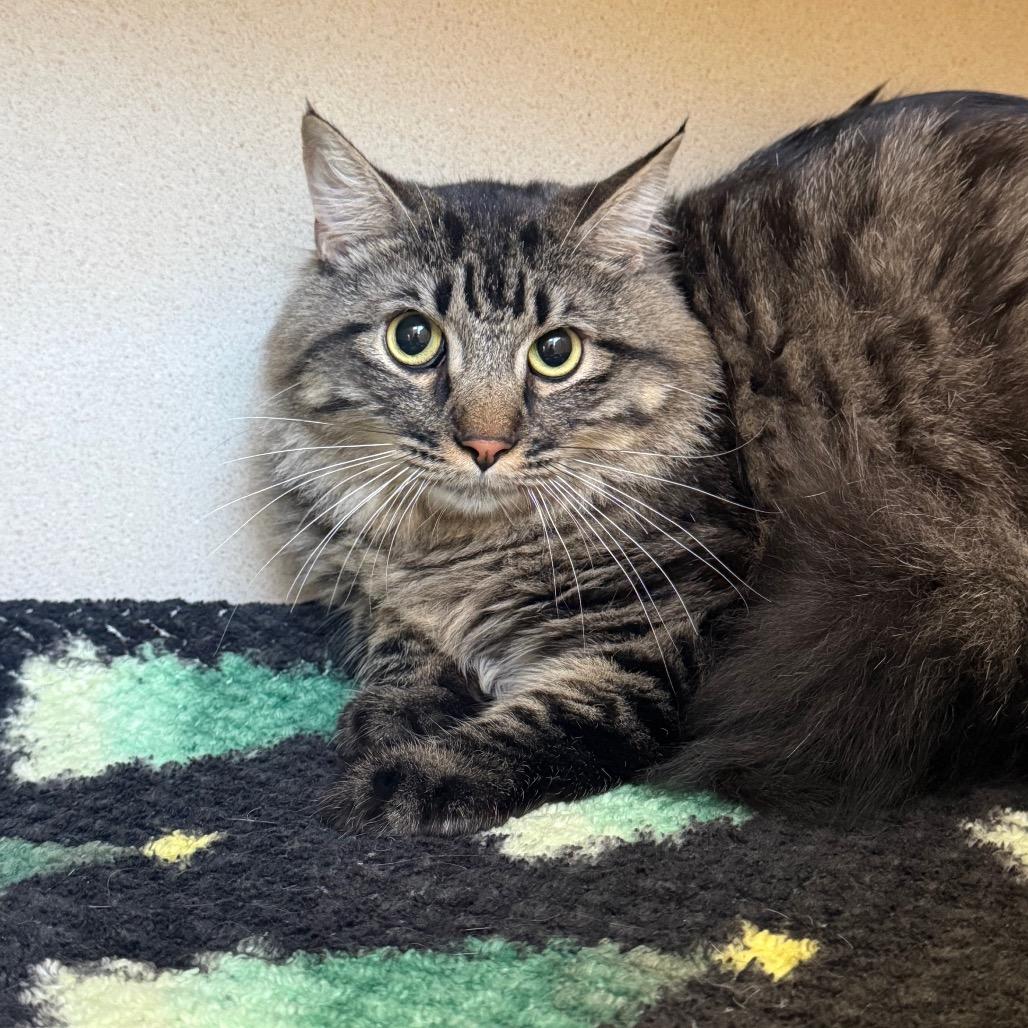 Bazooka, a Adoptable Domestic Medium Hair in Rifle, CO image 5/5