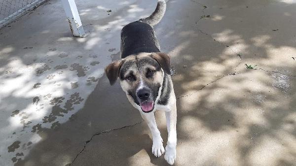 CURTIS, Adoptable, Adult Male Mixed Breed.