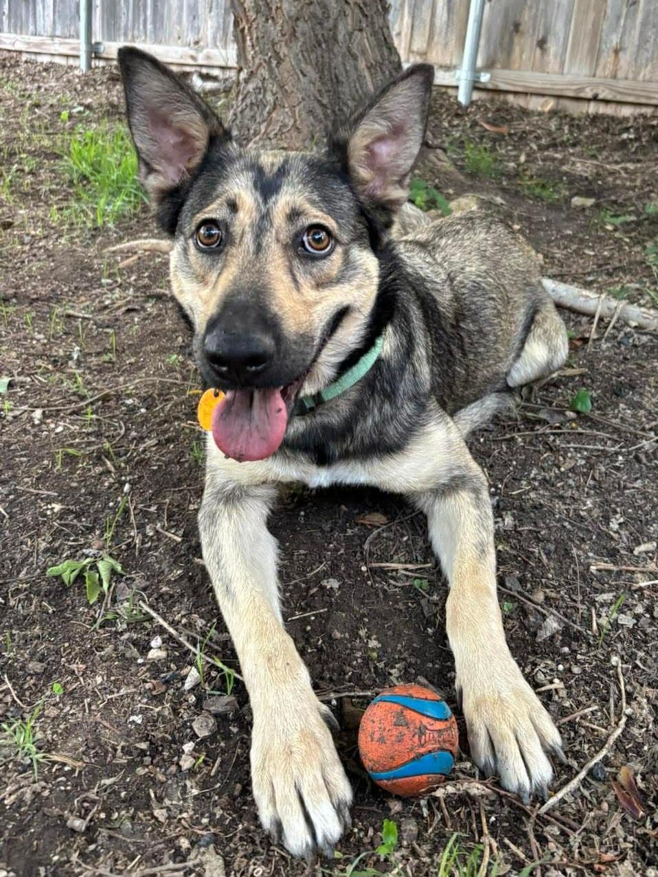 Enlarge Coya, a Adoptable mixed breed in Hartford, CT image 3/5