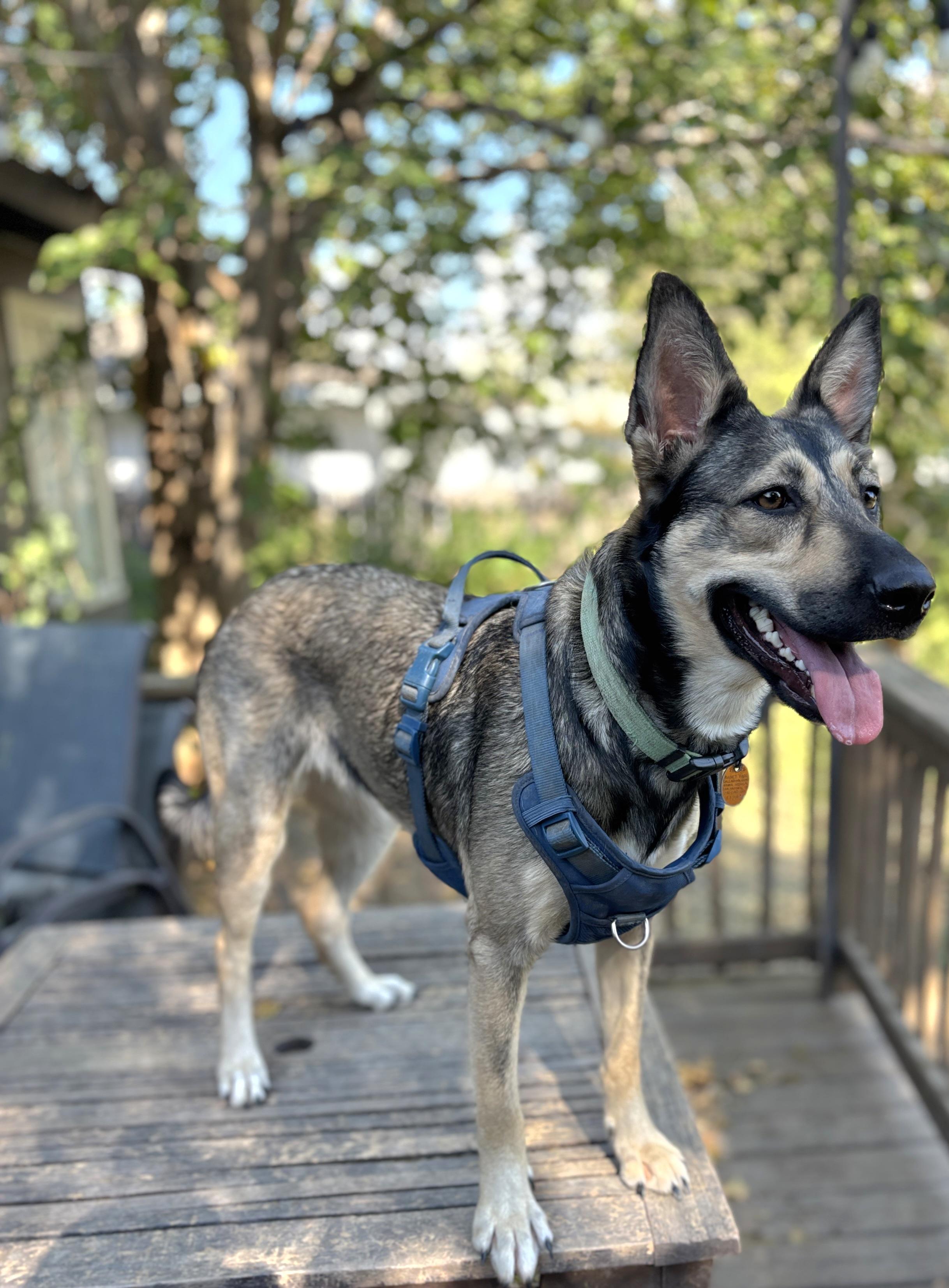 Enlarge Coya, a Adoptable mixed breed in Hartford, CT image 2/5