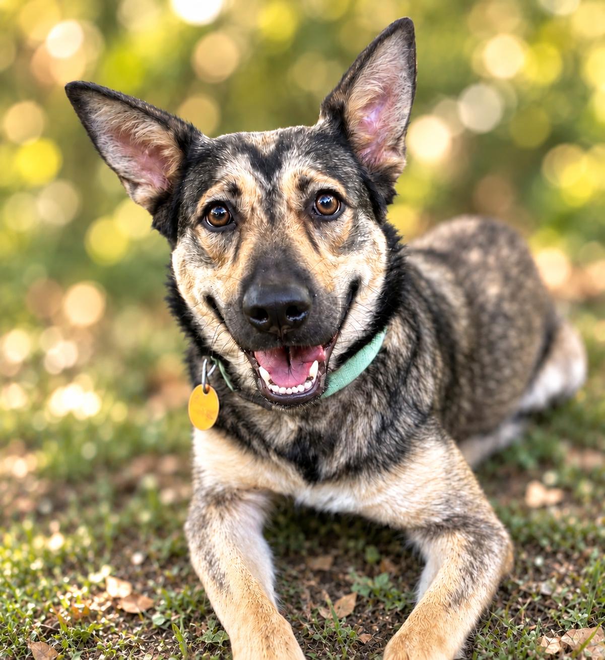 Coya, Adoptable, Young Female Belgian Shepherd / Malinois & German Shepherd Dog.