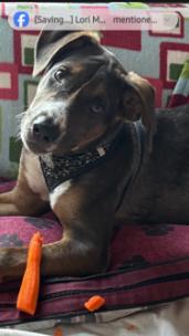 Enlarge Clooney, a Adoptable Mixed Breed in Appleton, WI image 3/3