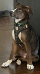 Enlarge Clooney, a Adoptable Mixed Breed in Appleton, WI image 2/3