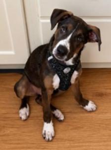 Enlarge Clooney, a Adoptable Mixed Breed in Appleton, WI image 1/3