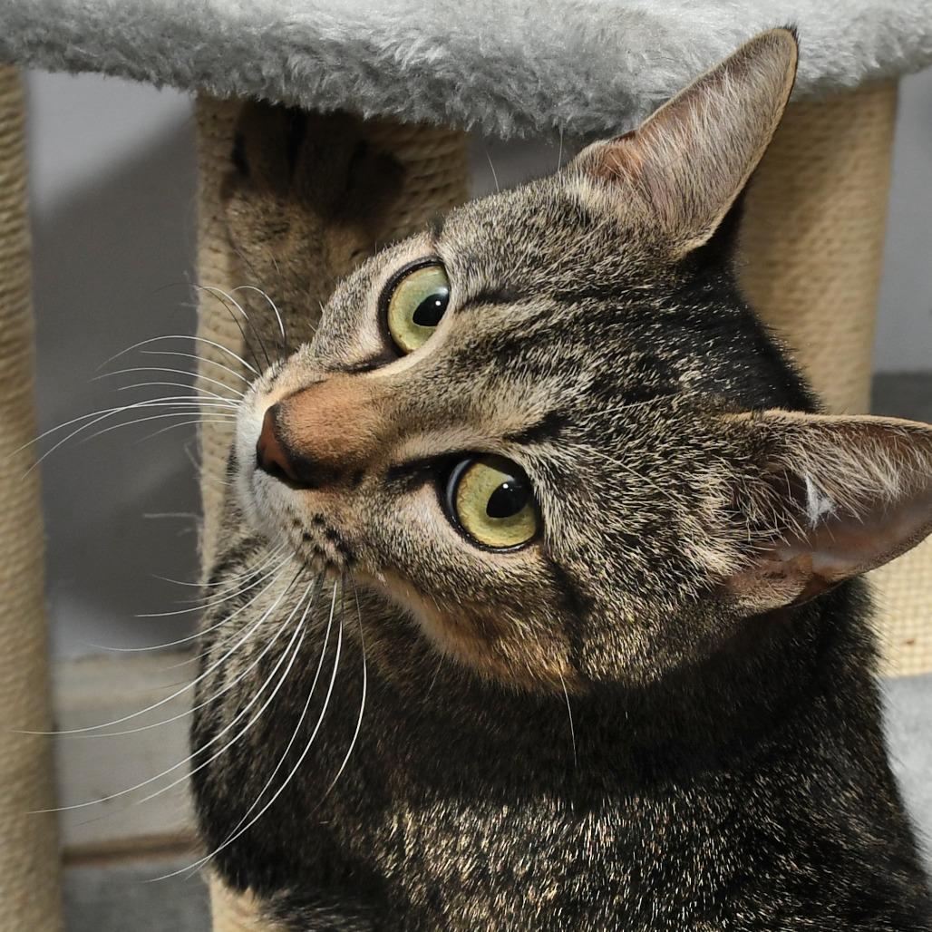 Lacy, Adoptable, Adult Female Domestic Short Hair.