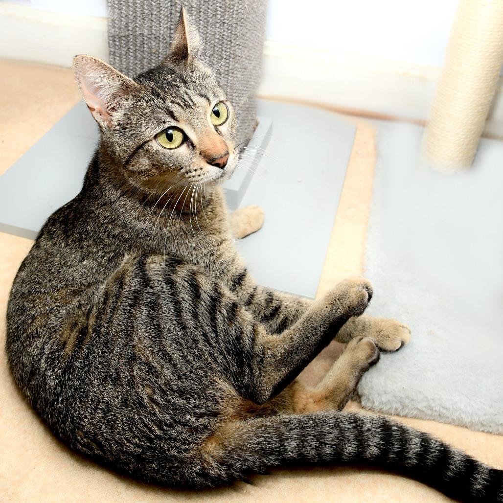 Enlarge Lacy, a Adoptable Domestic Short Hair in Natick, MA image 2/6