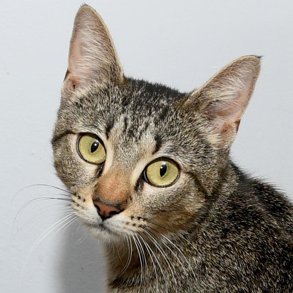 Enlarge Lacy, a Adoptable Domestic Short Hair in Natick, MA image 3/6