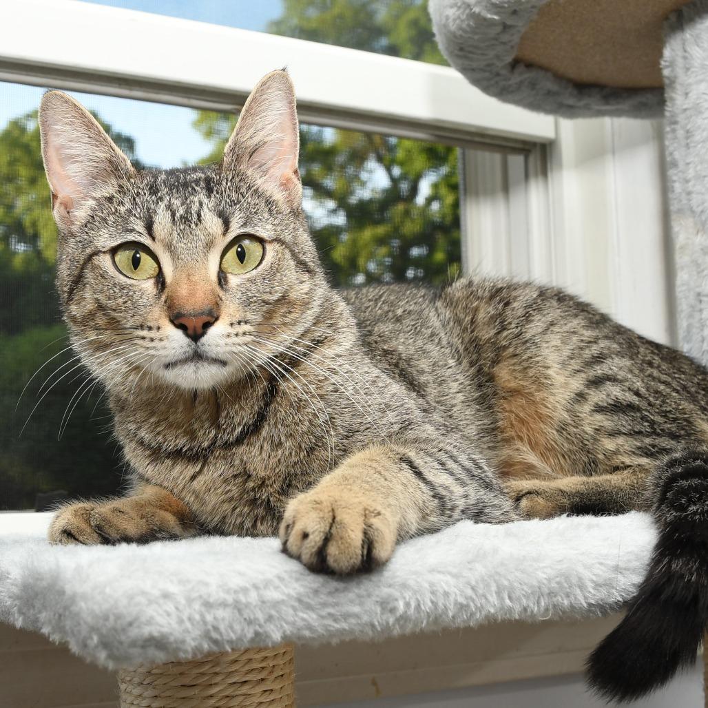 Enlarge Lacy, a Adoptable Domestic Short Hair in Natick, MA image 4/6