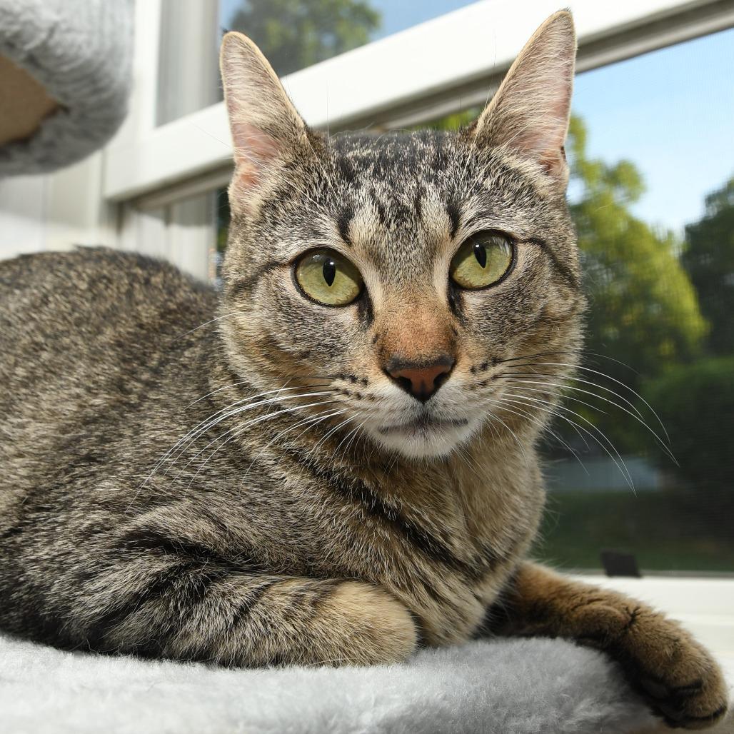 Enlarge Lacy, a Adoptable Domestic Short Hair in Natick, MA image 5/6