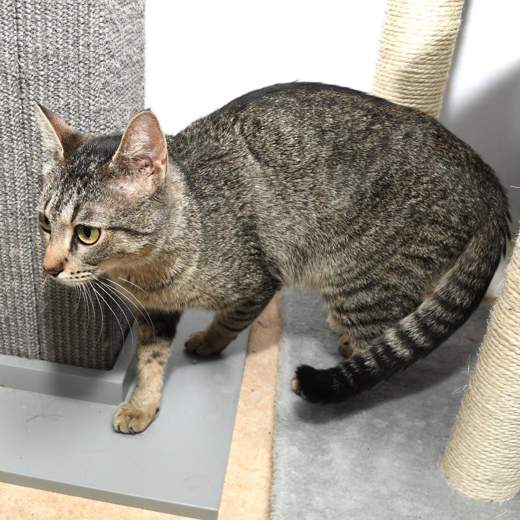 Enlarge Lacy, a Adoptable Domestic Short Hair in Natick, MA image 6/6
