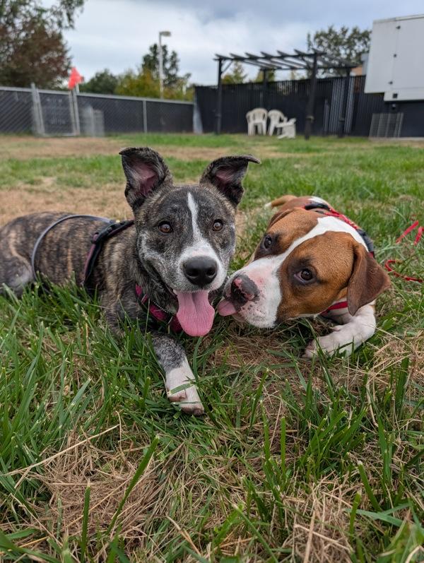 Checkers, Adoptable, Young Male Pit Bull Terrier.