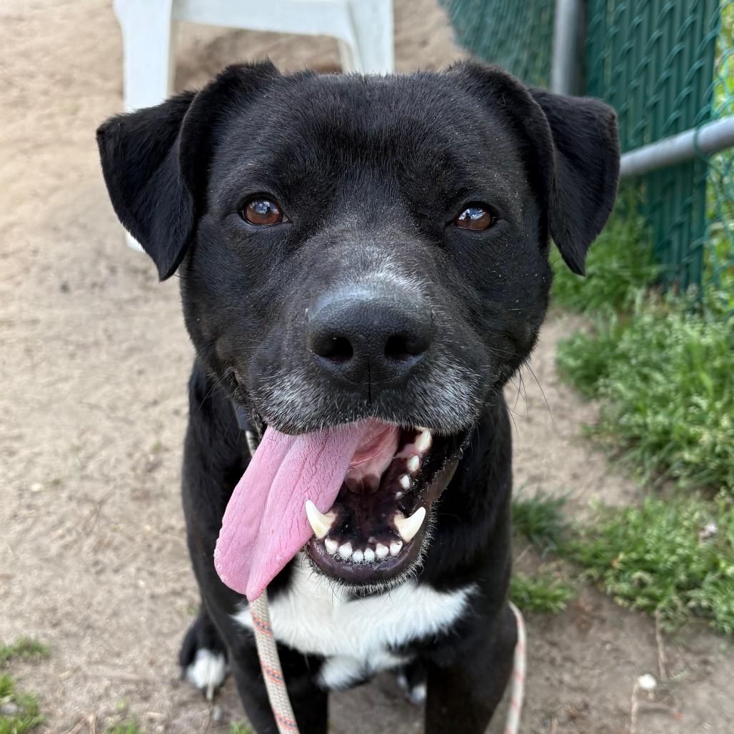 Enlarge Hunter, a Adoptable Mixed Breed in Vineland, NJ image 1/4