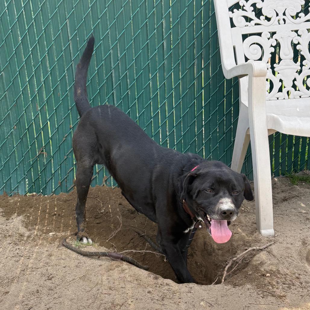 Enlarge Hunter, a Adoptable Mixed Breed in Vineland, NJ image 2/4
