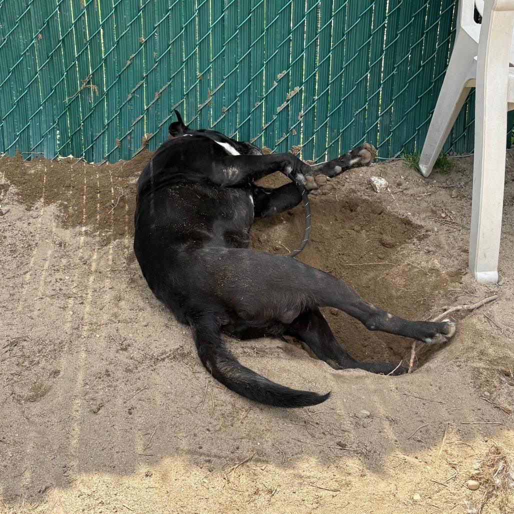 Enlarge Hunter, a Adoptable Mixed Breed in Vineland, NJ image 3/4