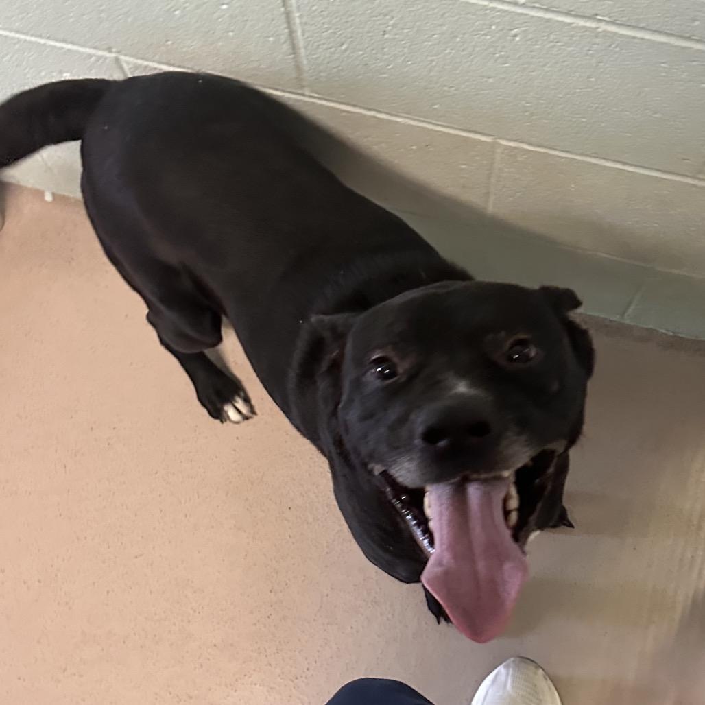 Enlarge Hunter, a Adoptable Mixed Breed in Vineland, NJ image 4/4