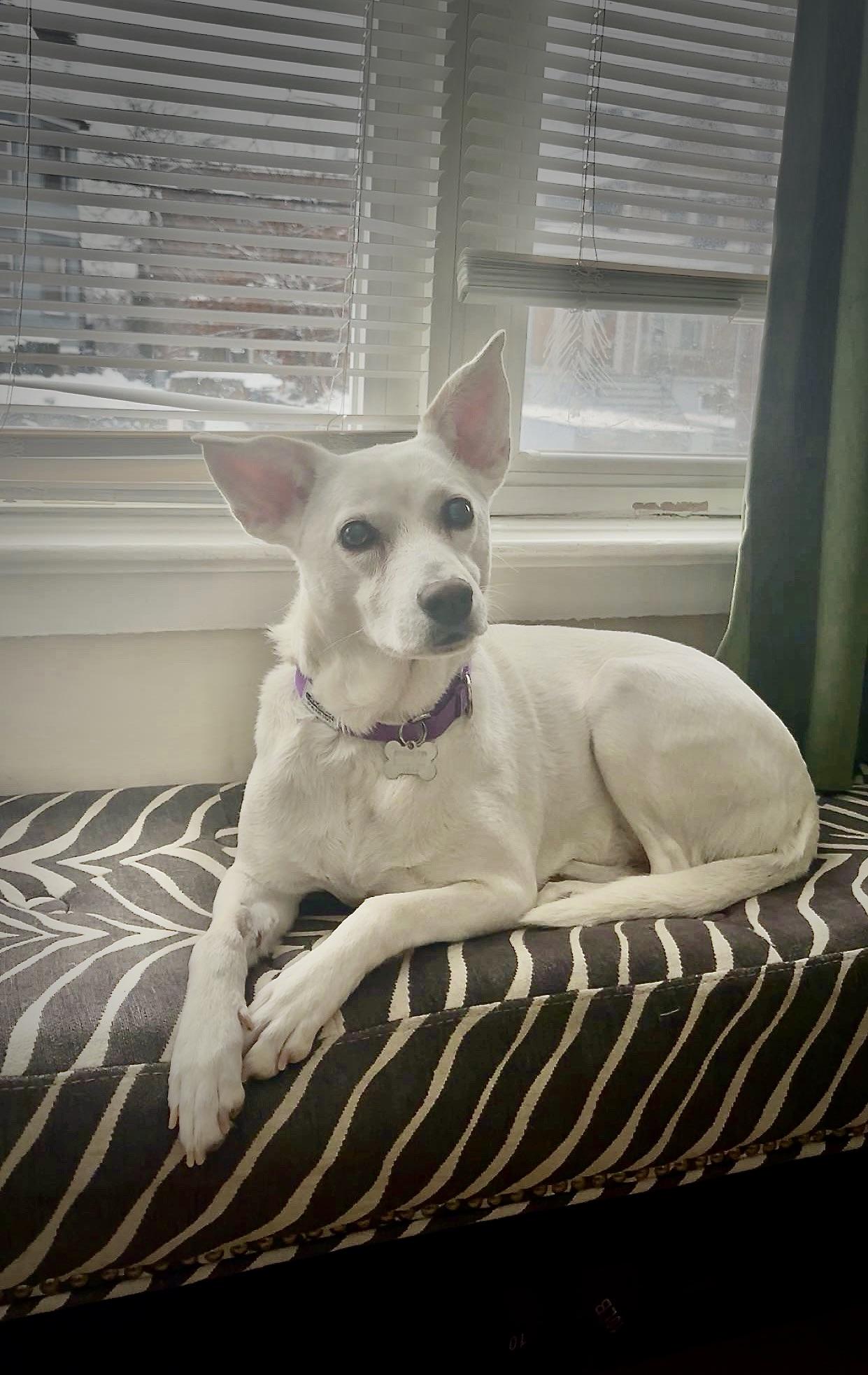 Enlarge Gracie, a ADOPTABLE mixed breed in Harrison, NY image 1/6