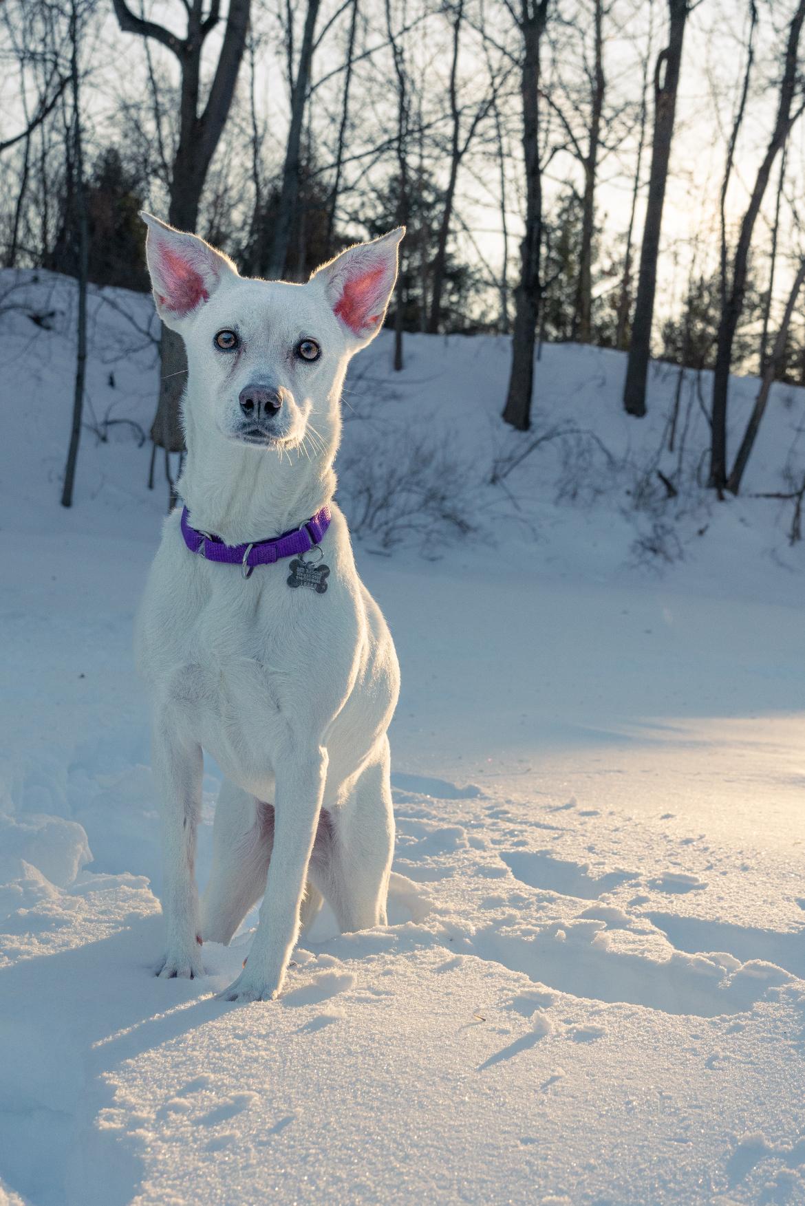 Gracie, ADOPTABLE, Adult Female Labrador Retriever.