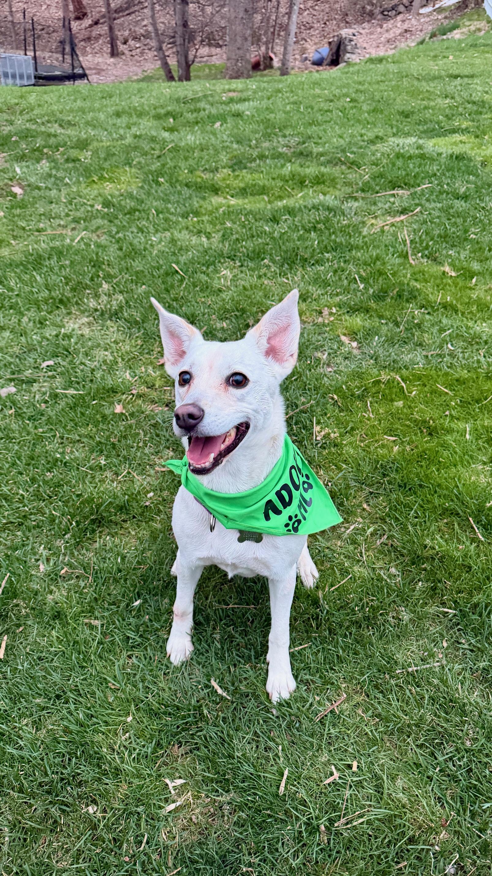 Gracie, ADOPTABLE, Adult Female Labrador Retriever.