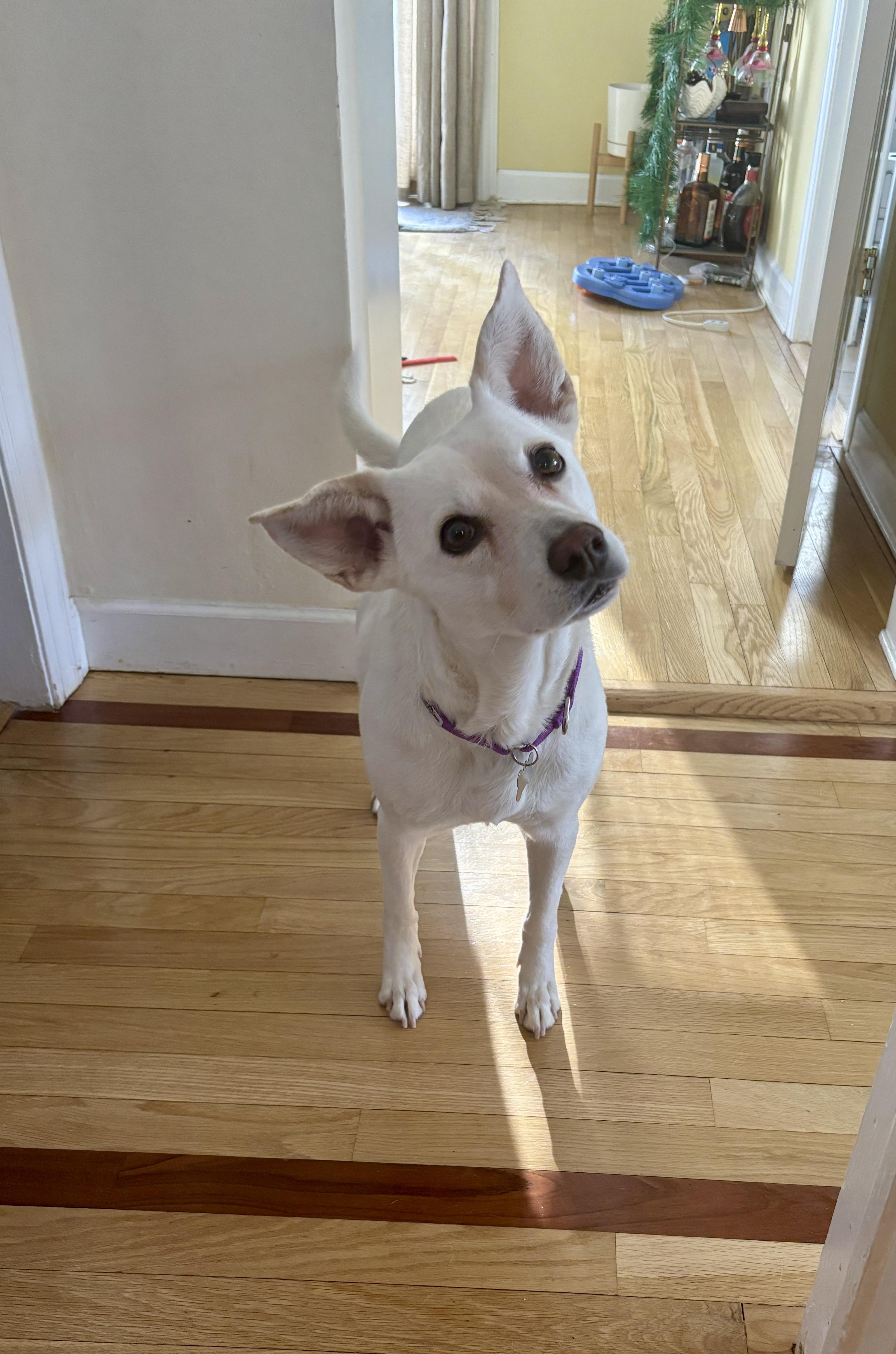 Enlarge Gracie, a ADOPTABLE mixed breed in Harrison, NY image 6/6