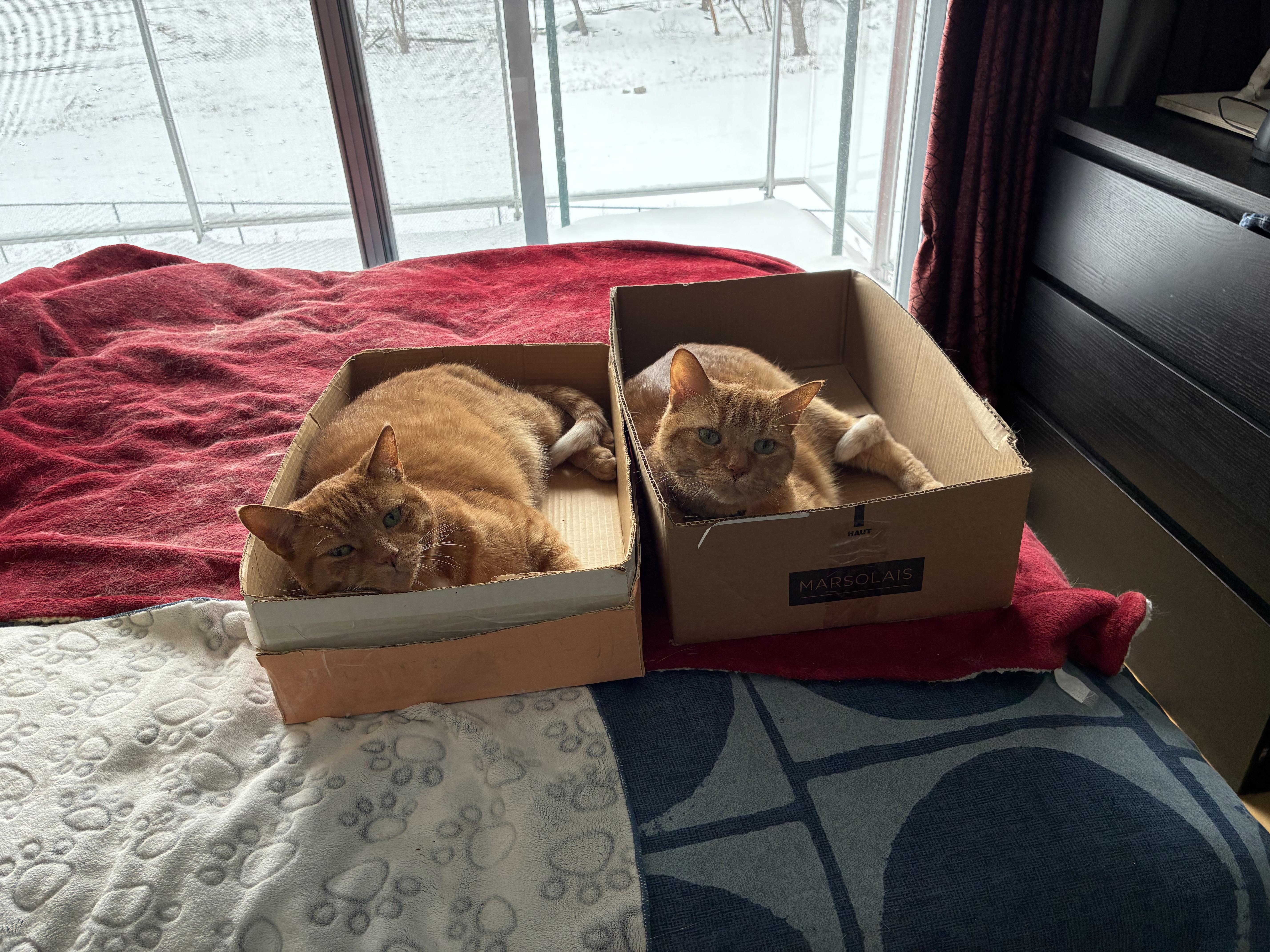 Mousse & Plume (DUO), an adopted Domestic Short Hair in Verdun, QC image 2/6