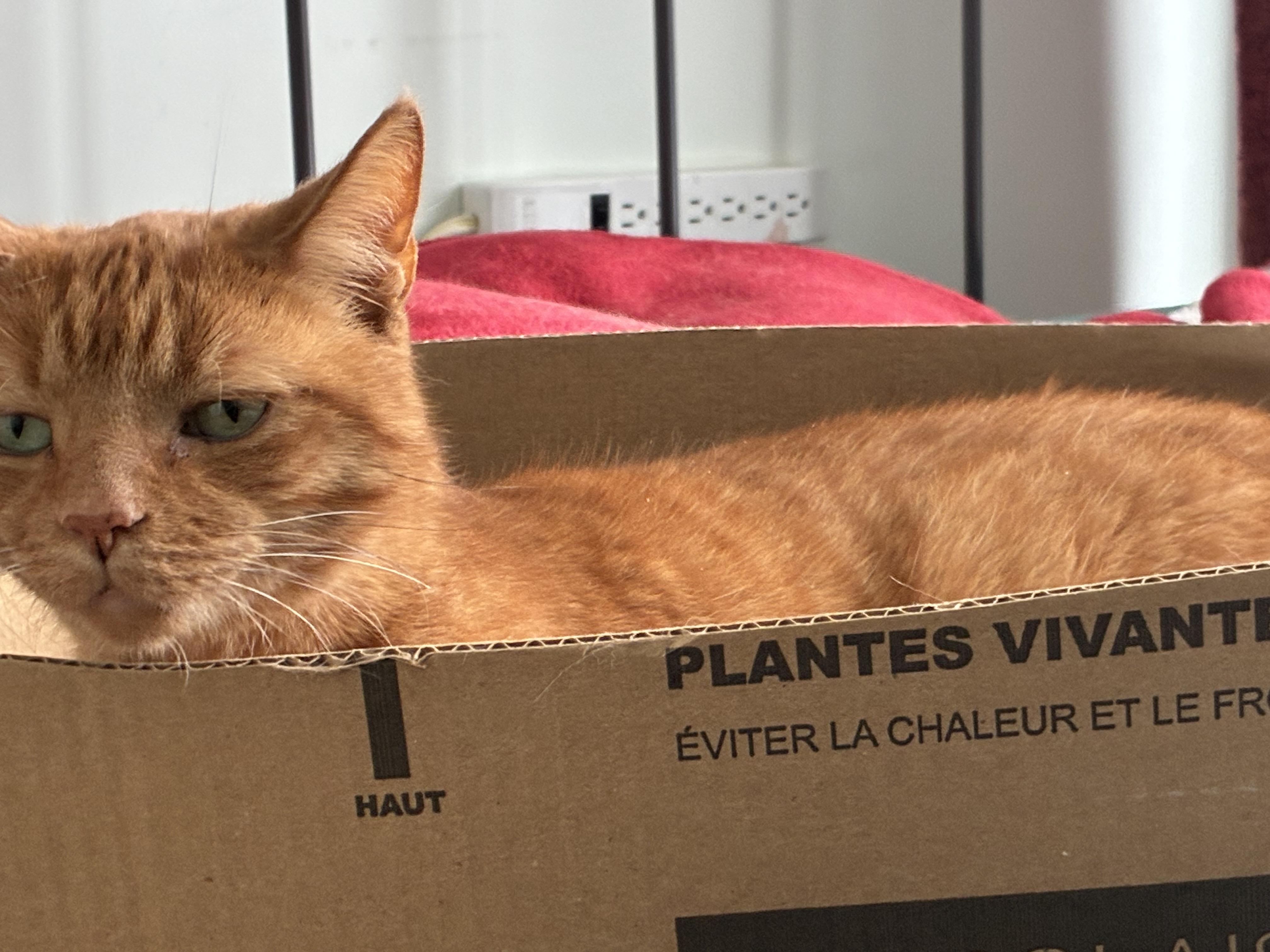 Mousse & Plume (DUO), an adopted Domestic Short Hair in Verdun, QC image 5/6