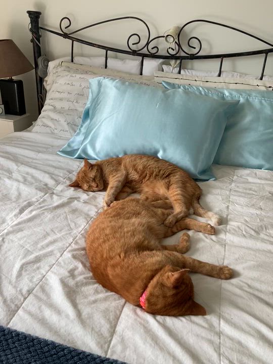 Enlarge Mousse & Plume (DUO), an adopted Domestic Short Hair in Verdun, QC video 6/6
