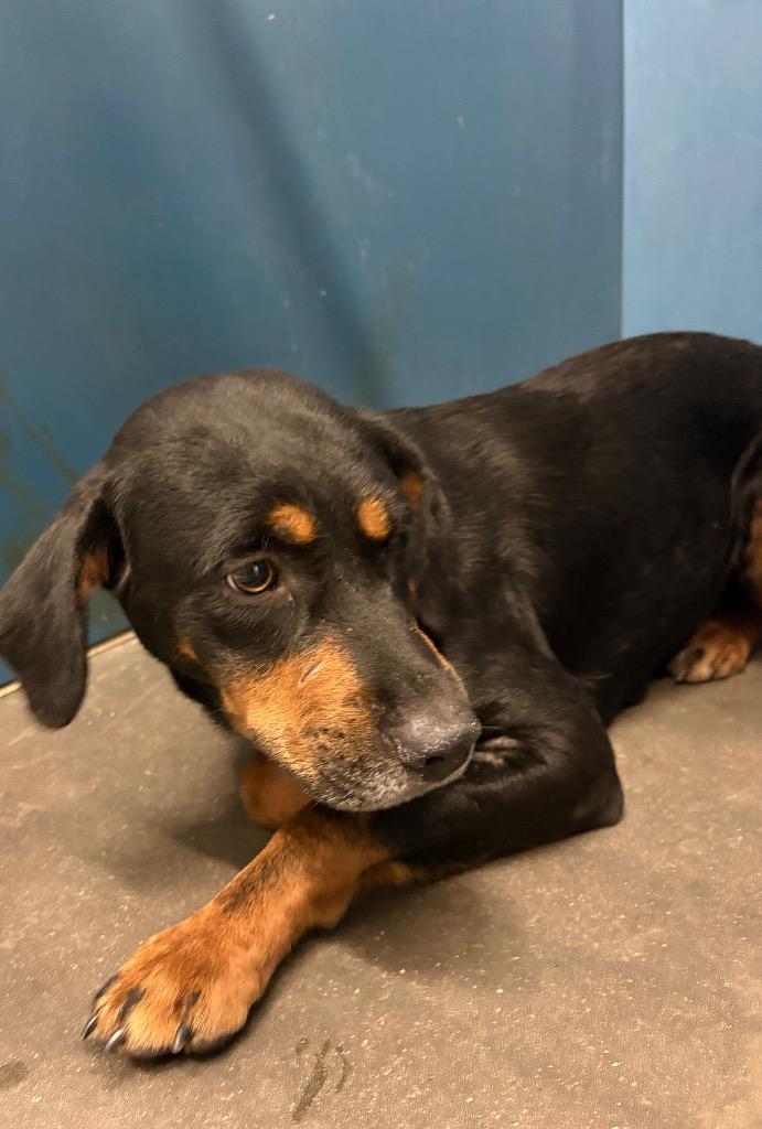 Enlarge Charly, a Adoptable Mixed Breed in Henderson, NC image 1/1