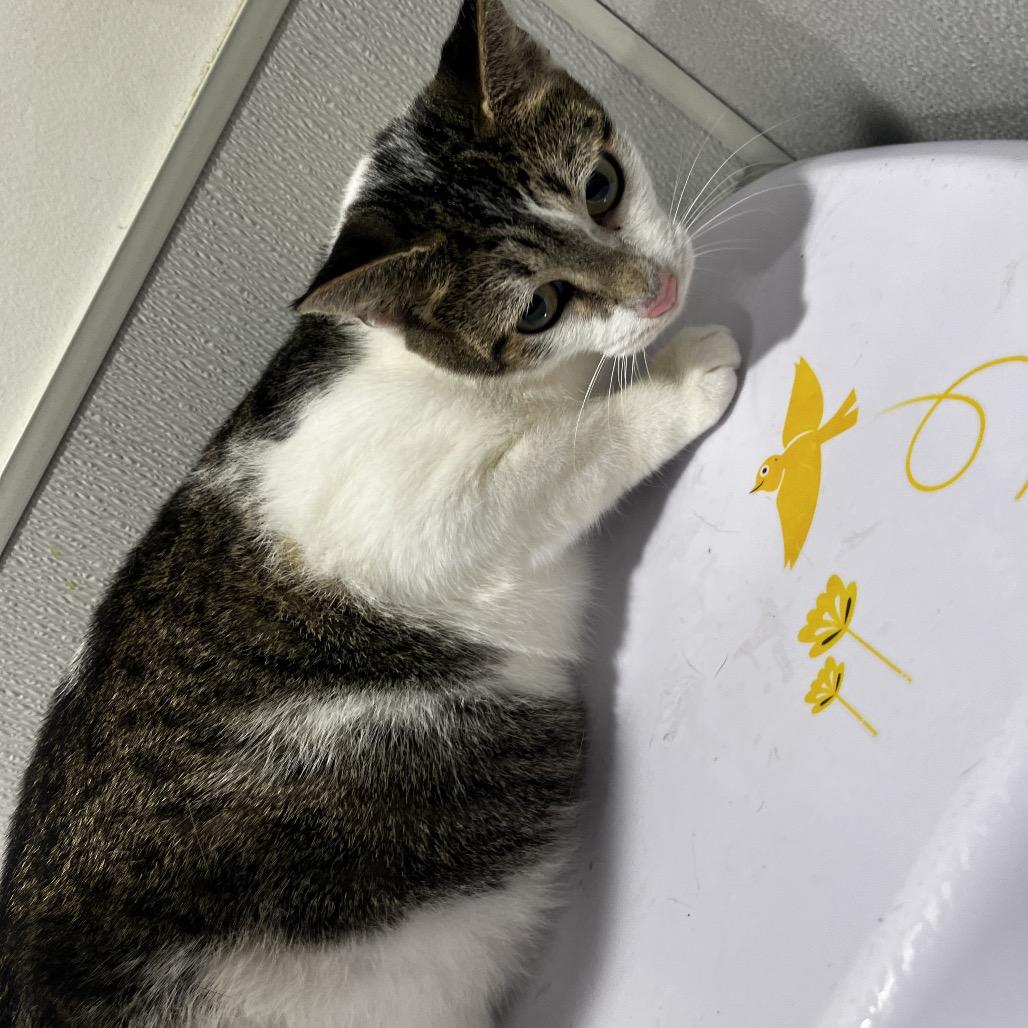 Calliope, Adoptable, Adult Female Domestic Short Hair & Domestic Short Hair.