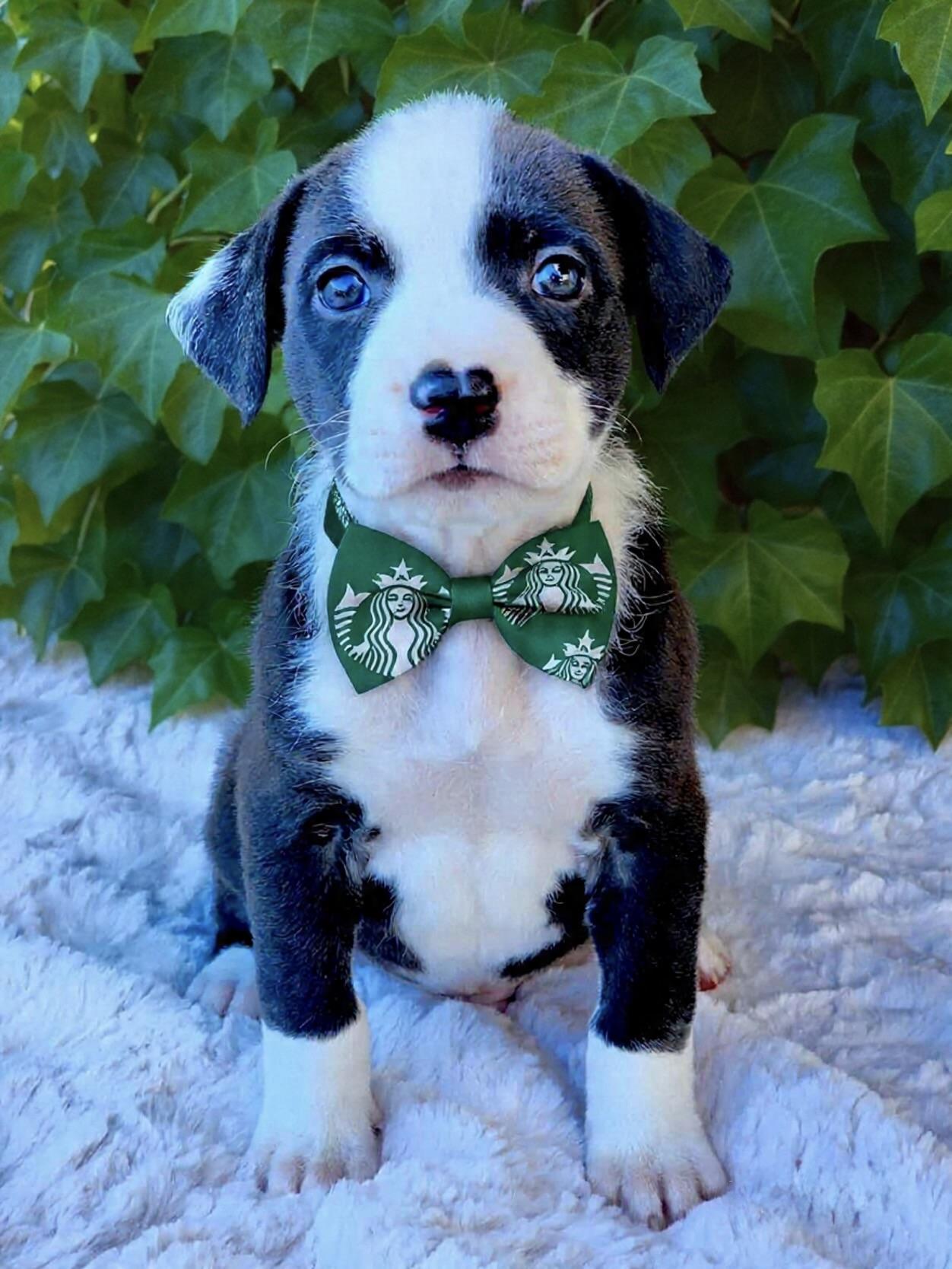 Dark Roast, ADOPTABLE, Puppy Male American Staffordshire Terrier & Staffordshire Bull Terrier.