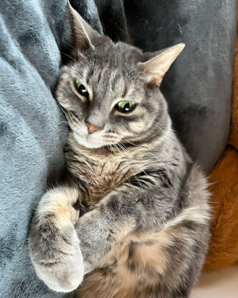 Hulu, Adoptable, Adult Female Domestic Short Hair.